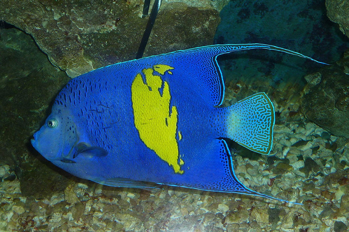 8 рыбок, которые чаще всего встречаются в Египте под водой5