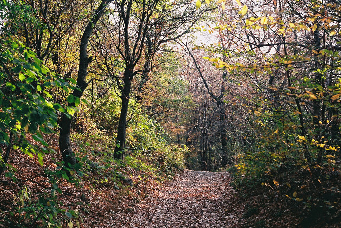 Фрушка гора сербия фото