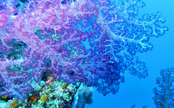 10 внезапных фактов о Красном море2