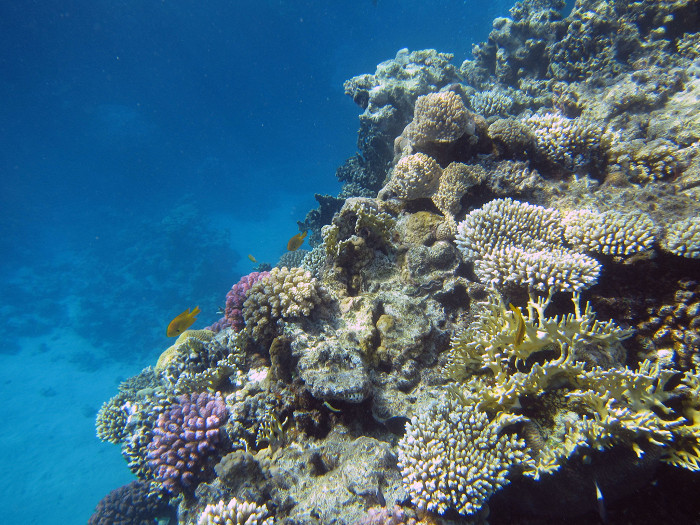Национальный парк Рас-Мохаммед, коралловый риф