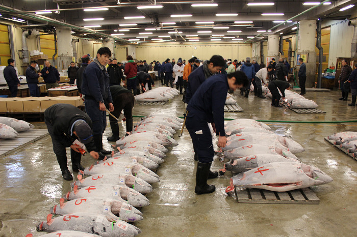 Рыбный рынок Цукидзи, аукцион тунца