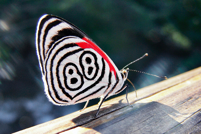 20 самых удивительных насекомых, бабочка Диэтрия Анна