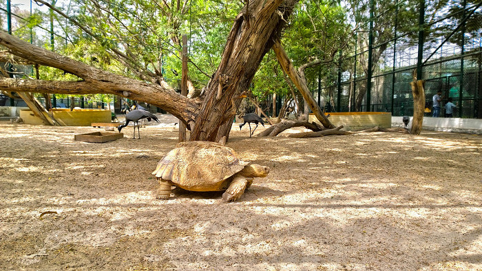 Дубайский зоопарк, черепаха и журавли