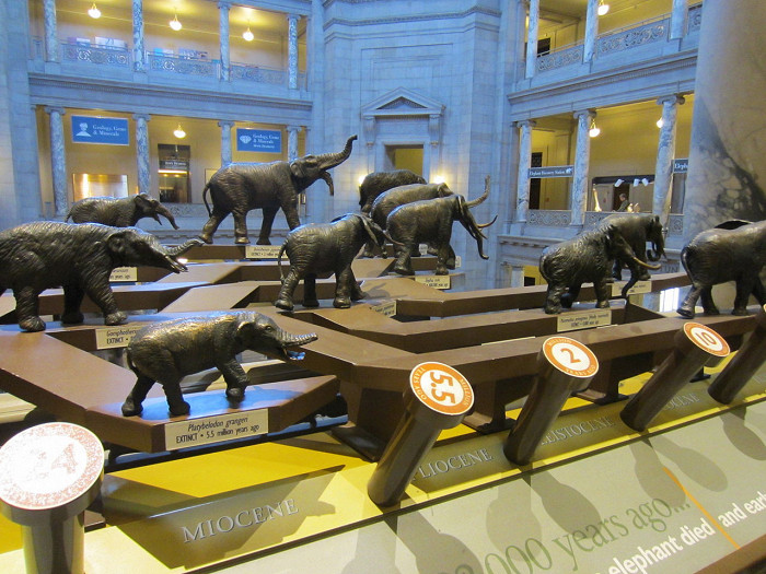 Национальный музей естественной истории в Вашингтоне, эволюция хоботных
