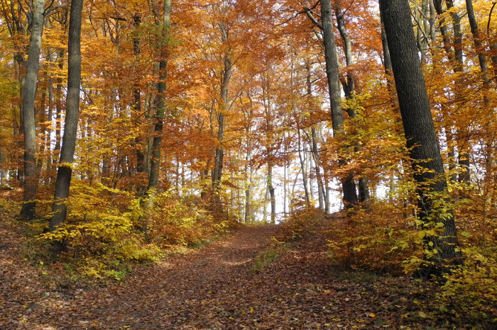 Осенний Венский лес, Австрия