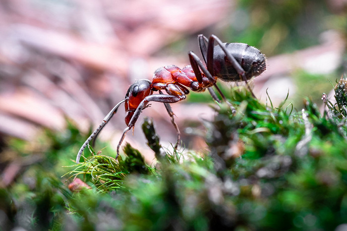 20 самых удивительных насекомых, Красный муравей