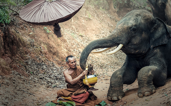 Кататься на слонах в Таиланде не лучшая идея1