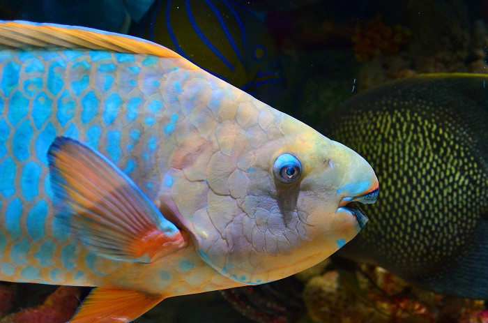 8 рыбок, которые чаще всего встречаются в Египте под водой2