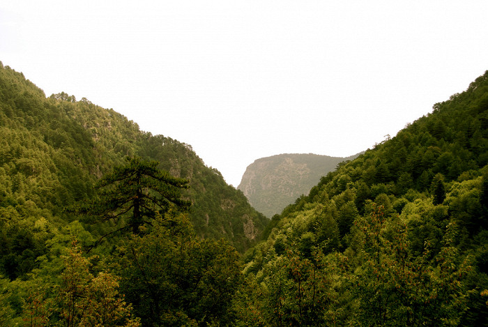 Зеленые деревья, Гора Олимп