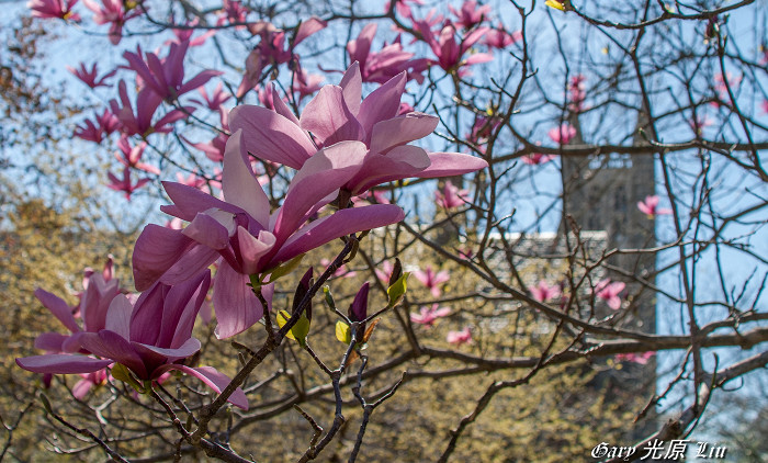 Весна в Принстонском университете