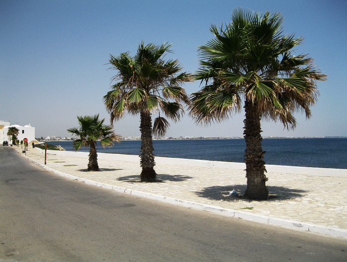 Пальмы на пляже Махдии