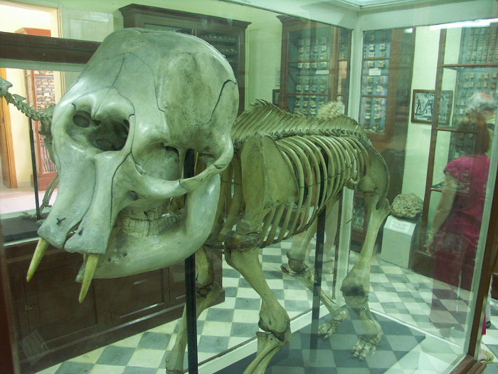 Скелет карликового слона в музее Гхар-Далам
