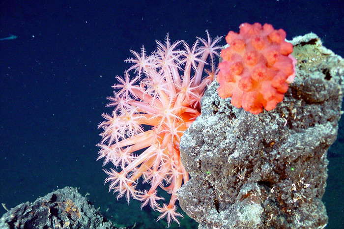 Кораллы и губки
