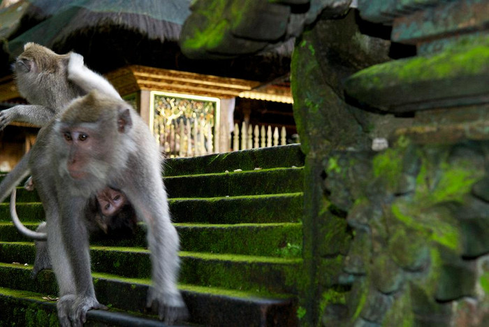 Бали, удивительный животный мир