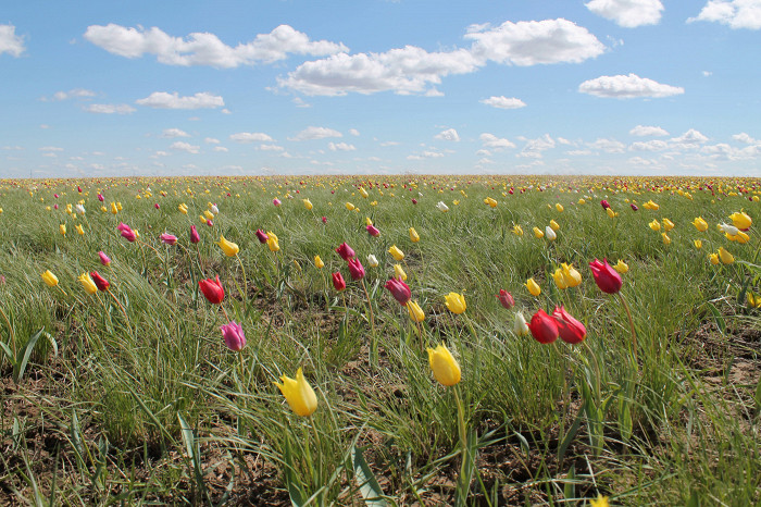 Тюльпаны, лаванда и лотосы где увидеть самые цветочные места России6