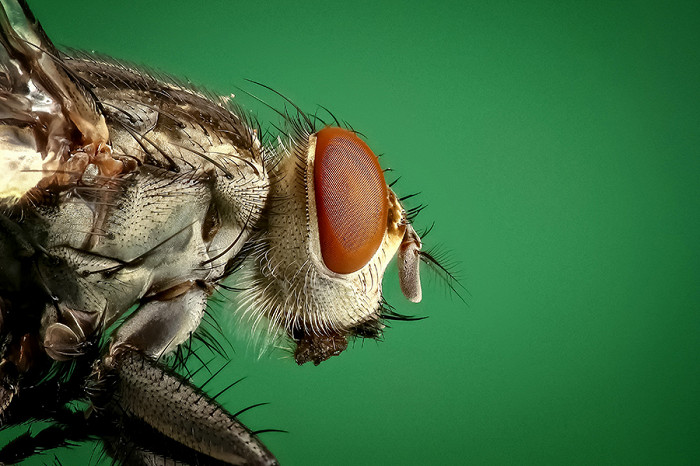20 самых удивительных насекомых, комнатная муха