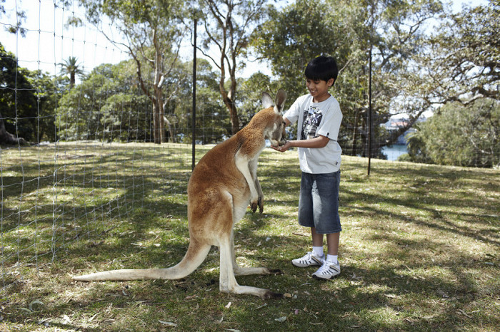 Знакомство с кенгуру в Австралии