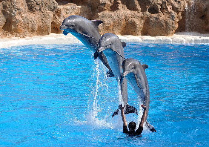 Лоро-парк на Тенерифе, шоу дельфинов