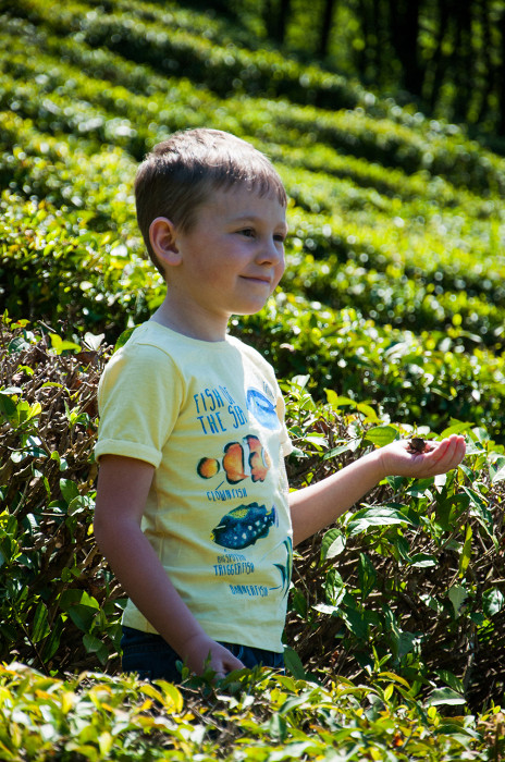 4twnm77qpyqswc0ko0owgcc8k Мацеста чайные плантации как доехать