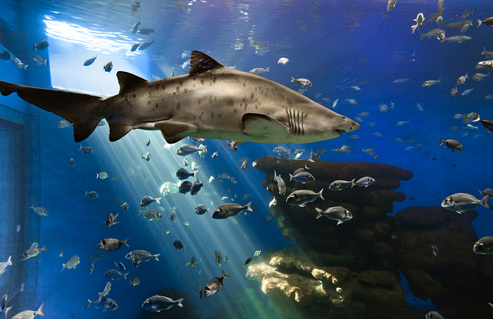 Акула в аквариуме Пальма-де-Майорки