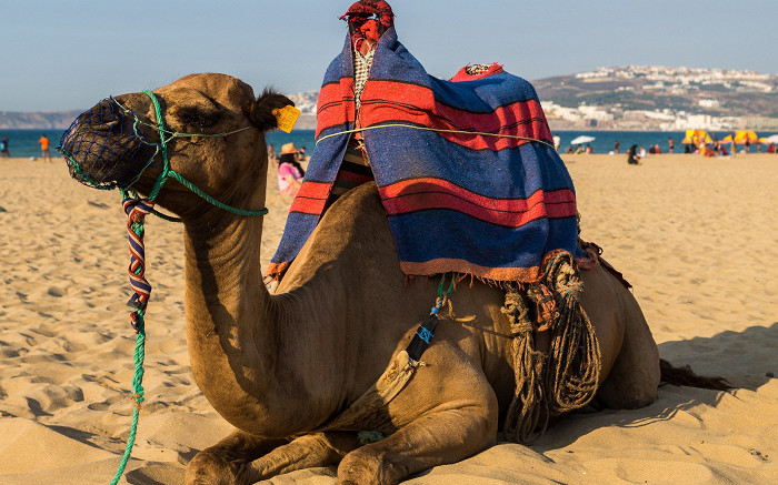 7 причин отказаться от поездки в Египет4