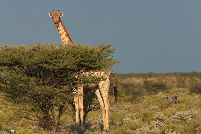 Африканский жираф, Замбия