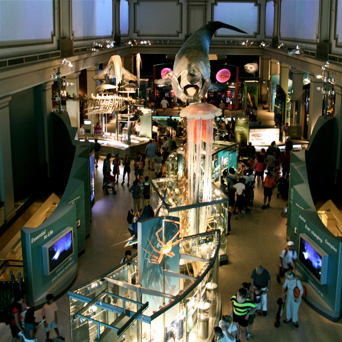 Национальный музей естественной истории в Вашингтоне, океанический зал