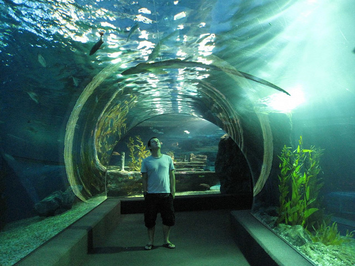 Аквариум Sea Life Bangkok Ocean World, подводная галерея