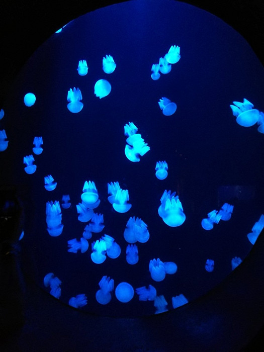Медузы в океанариуме в Дубае, ОАЭ