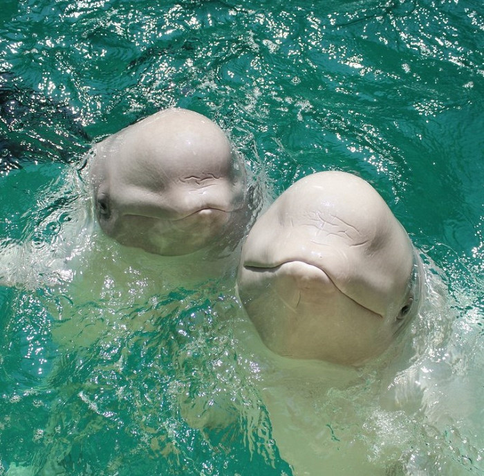 Белые киты, Дельфинарий в Евпатории