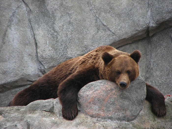 Зоопарк в Хельсинки, бурый медведь