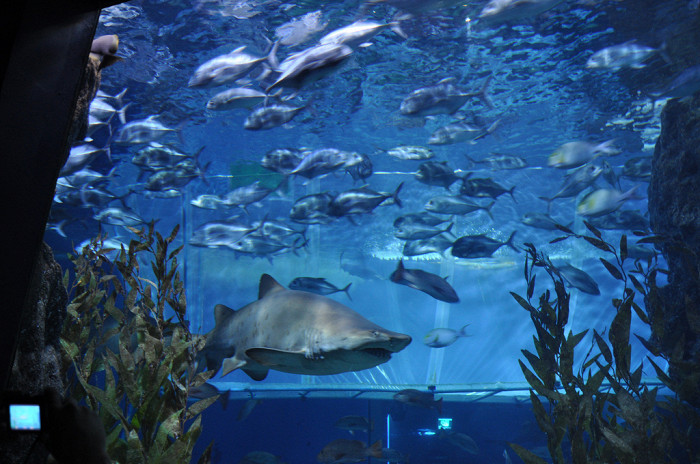 Обитатели аквариума Sea Life Bangkok Ocean World