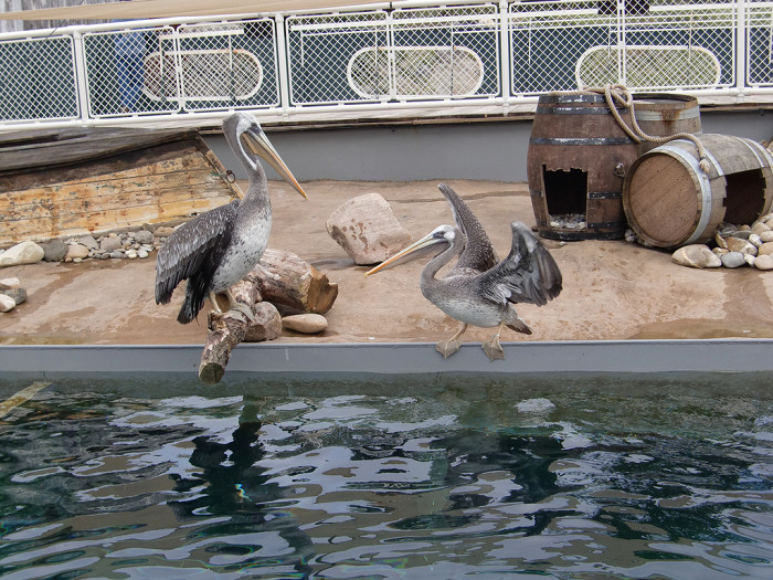 Зоопарк в Ганновере, пеликаны