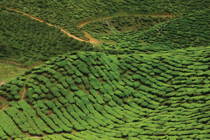 Зеленый ковер Шри-Ланки