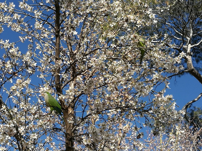 Цветущая яблоня в парке Буен-Ретиро в Мадриде