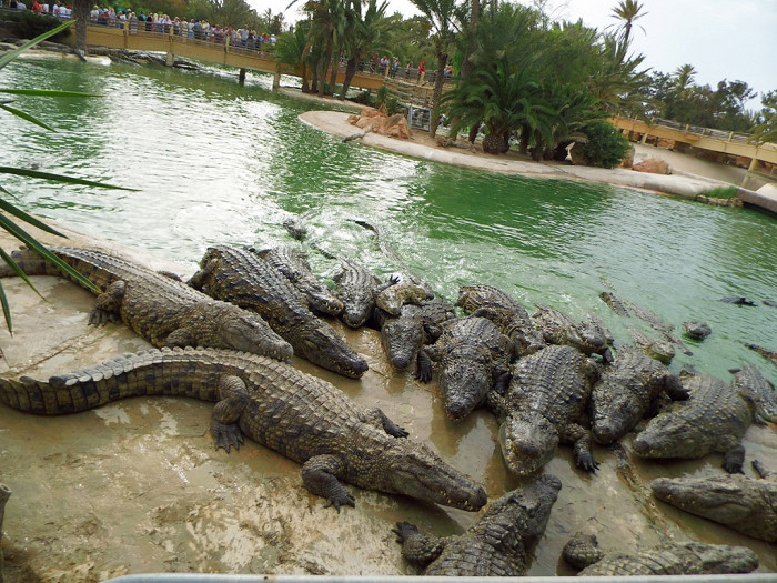 Крокодиловая ферма, парк «Джерба Эксплор»