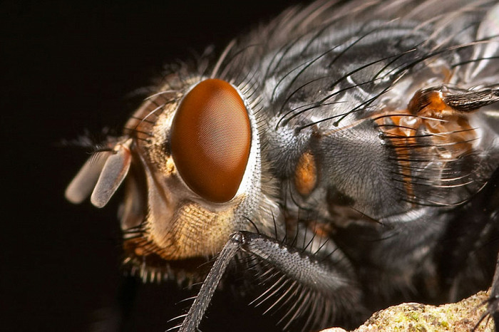 20 самых удивительных насекомых, бурая муха