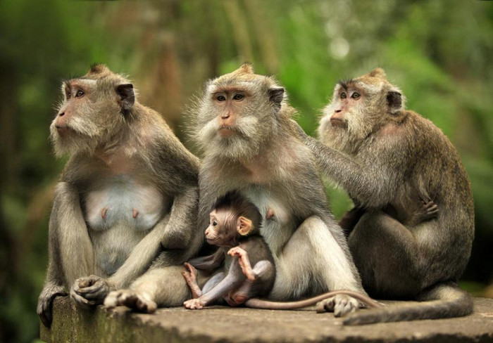 Семейство в зоопарке Бали