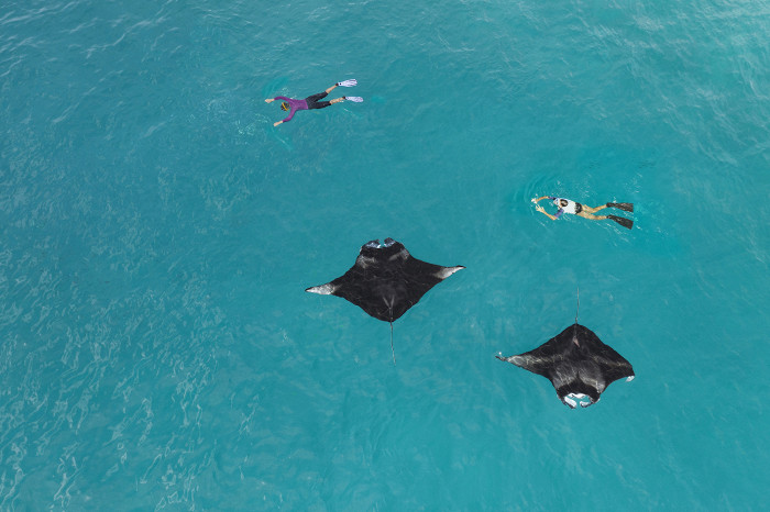 The Westin Maldives-Snorkeling with Mantas