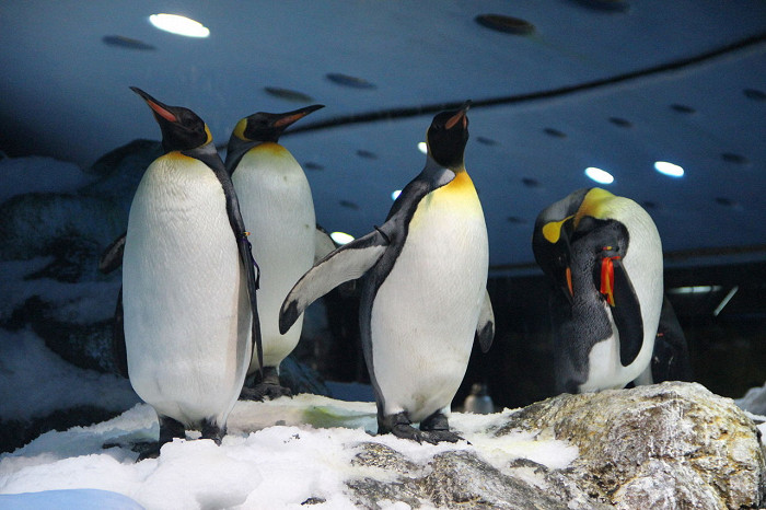 Лоро-парк на Тенерифе, королевские пингвины