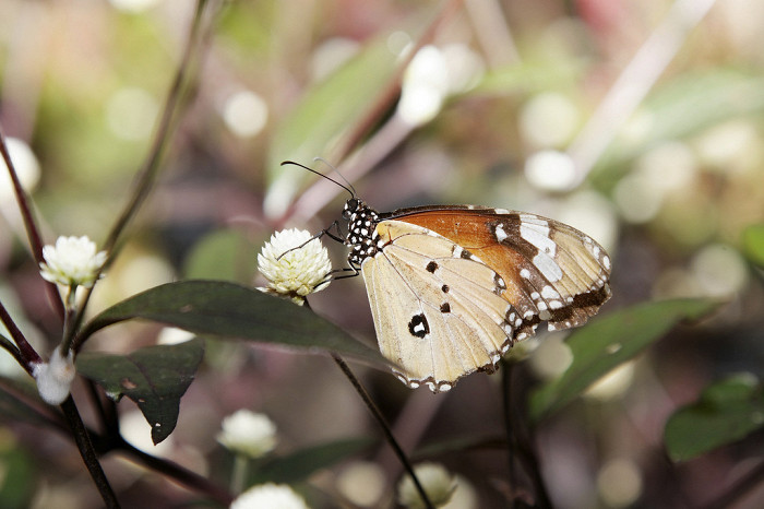 Сад бабочек в Пхукете