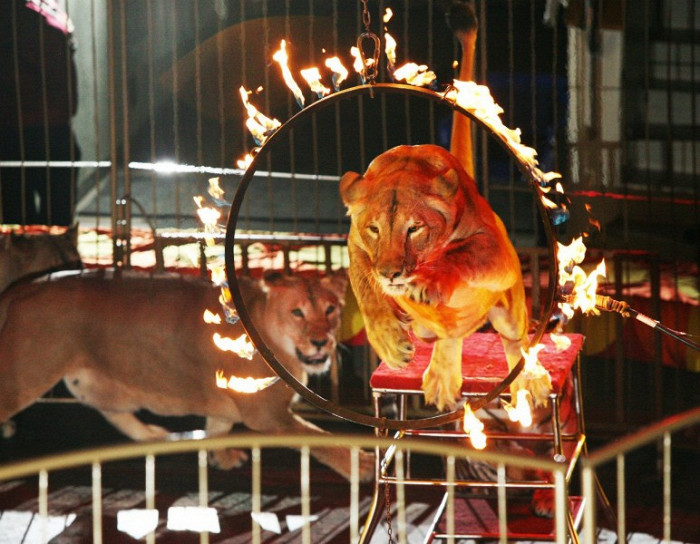 Шоу со львами, Цирк в Екатеринбурге