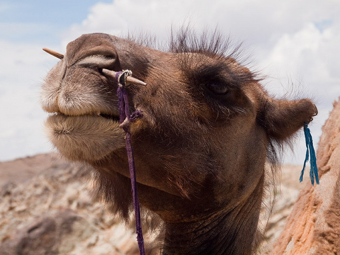 Верблюд в пустыне Гоби, Монголия