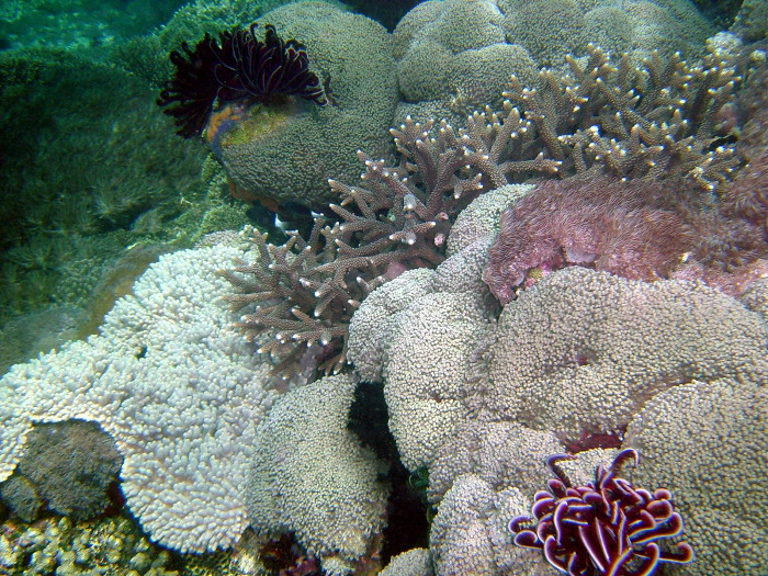 Индонезийские кораллы