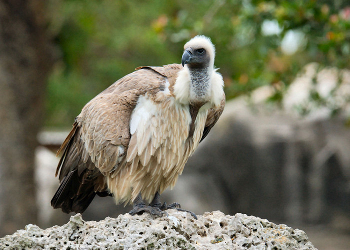 Зоопарк Майами, белокрылый гриф