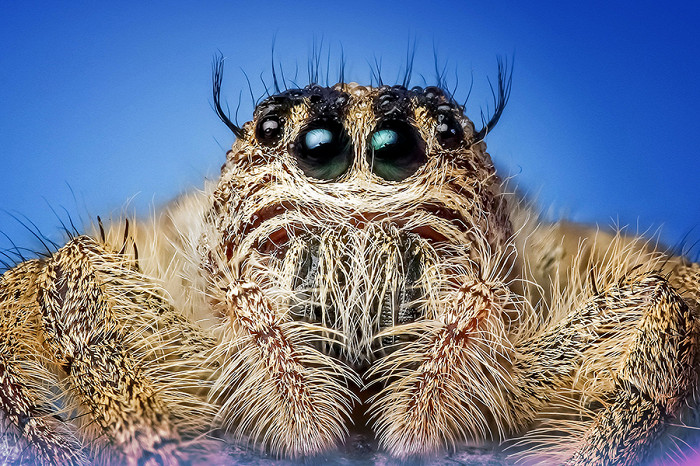 20 самых удивительных насекомых, паук скакунчик