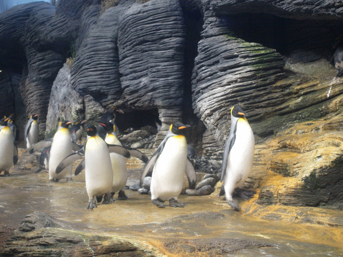 Антверпенский зоопарк, пингвины