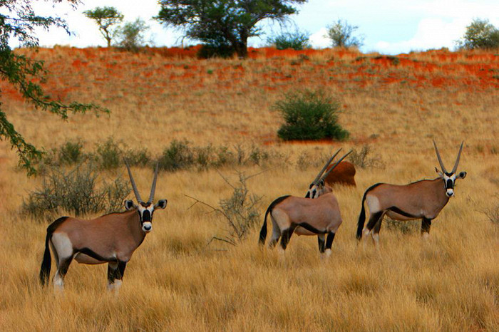 Калахари, Намибия