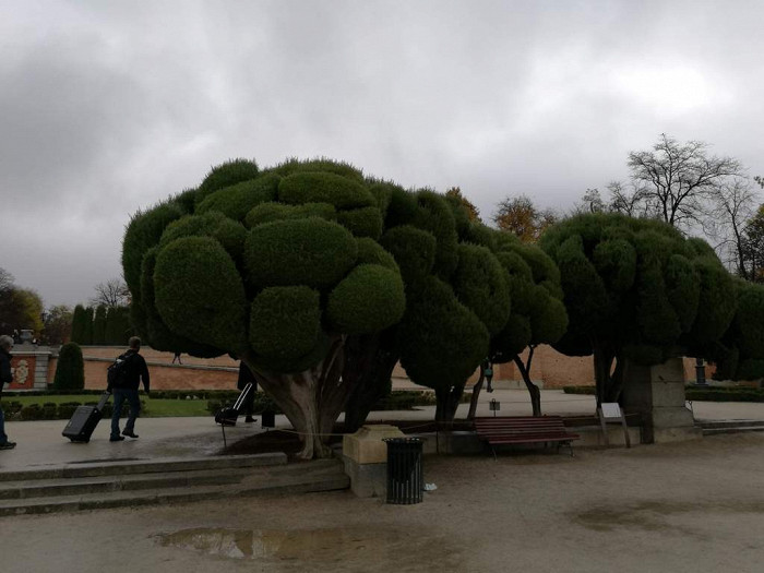 Необычно подстриженные деревья в парке «Буэн-Ретиро», Мадрид