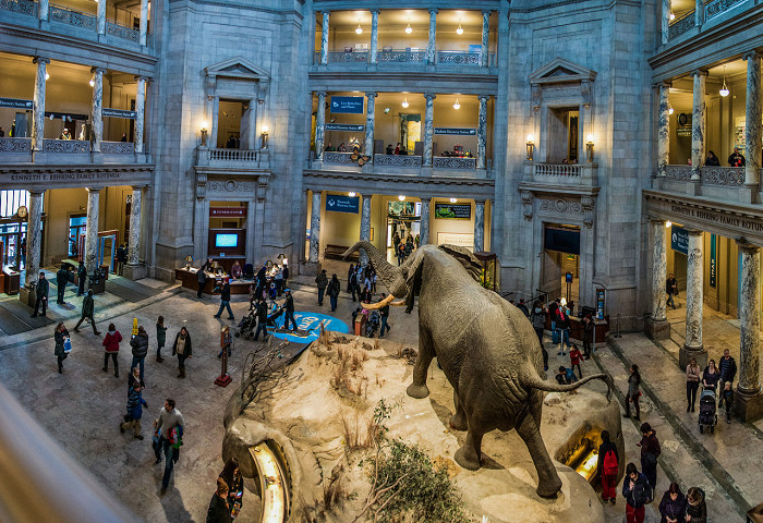 Национальный музей естественной истории в Вашингтоне, ротонда